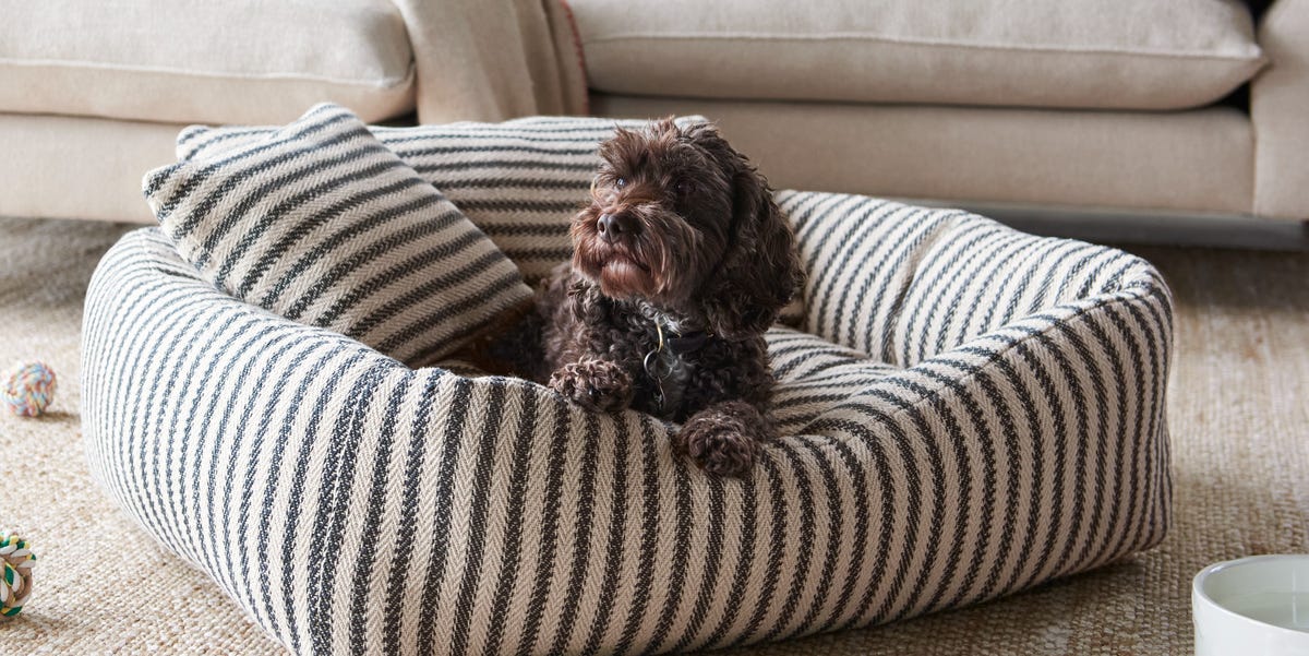 Pet accessories for the design-conscious pet owner