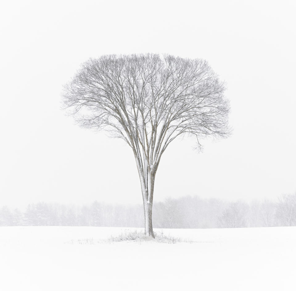 Winter elm in a snowstorm