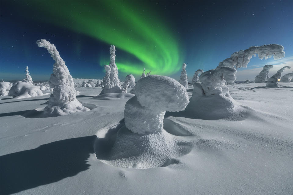 On a clear night, snow-covered trees bend under the weight of snow. above, a green aurora dances across the sky