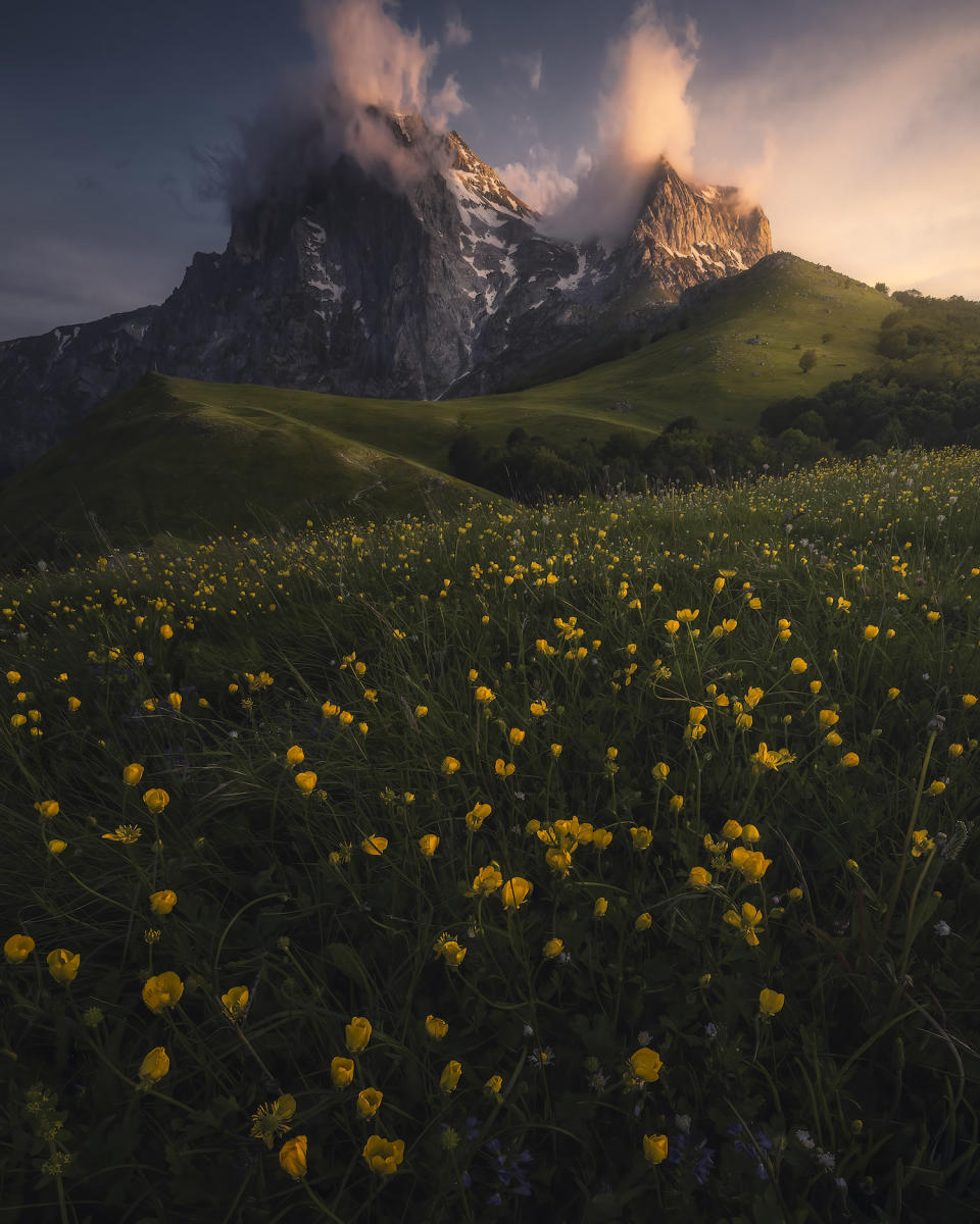 a field of yellow flowers in the foreground with a towering, cloud-capped mountain in the background