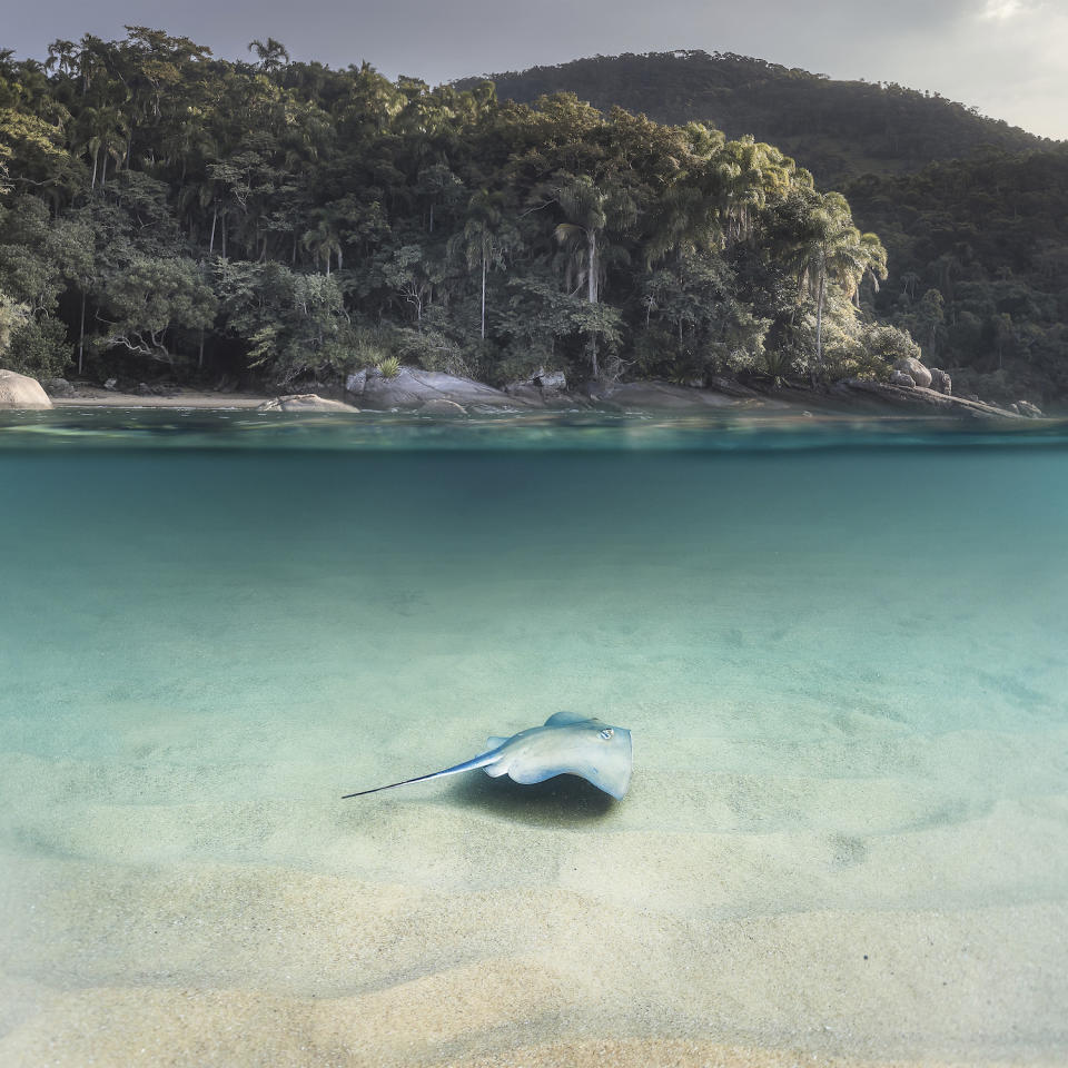 A stingray swims in the foreground with tropical foliage in the background