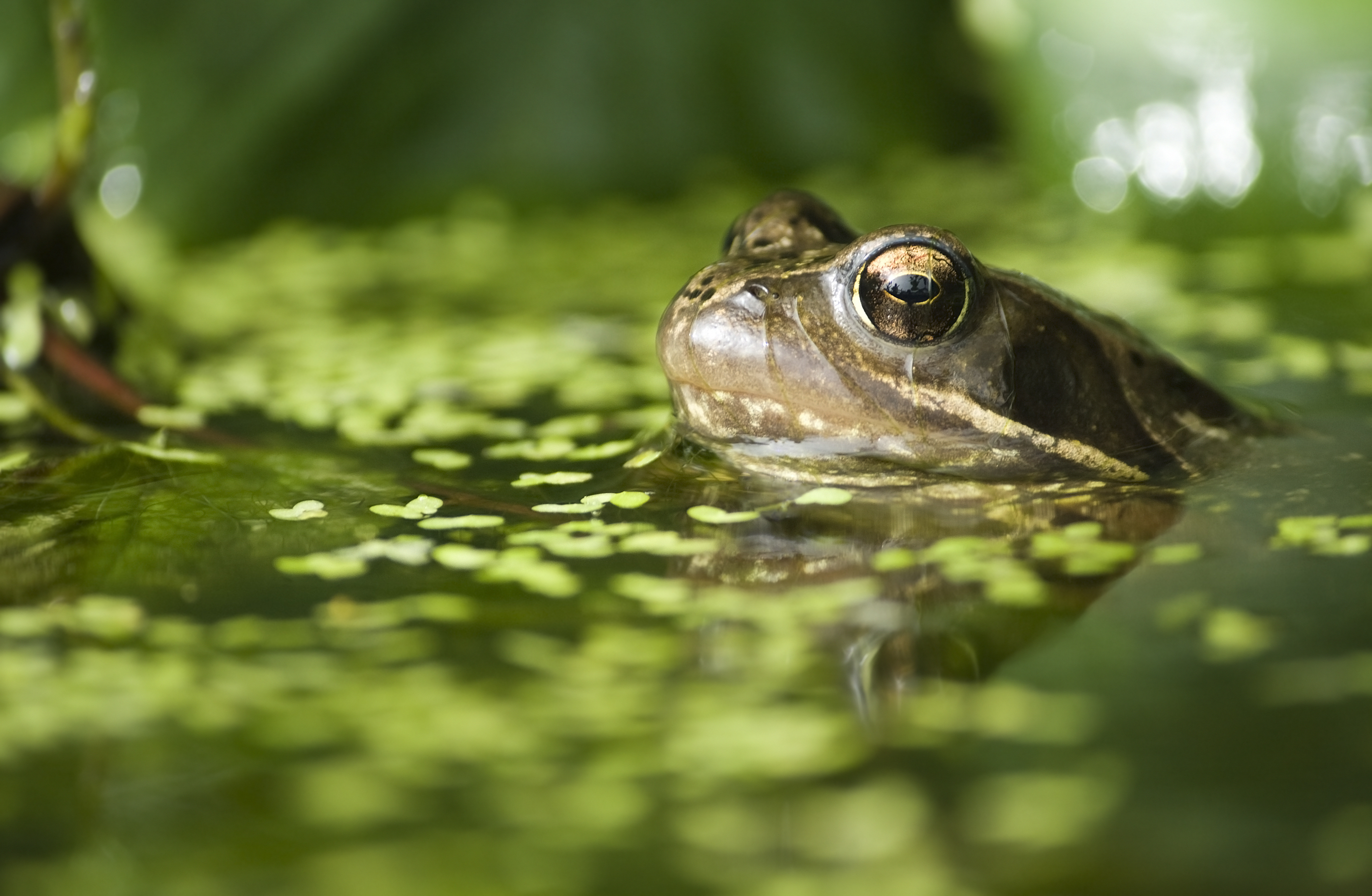 They need just enough sun to warm the water so the frogs can breed in the spring