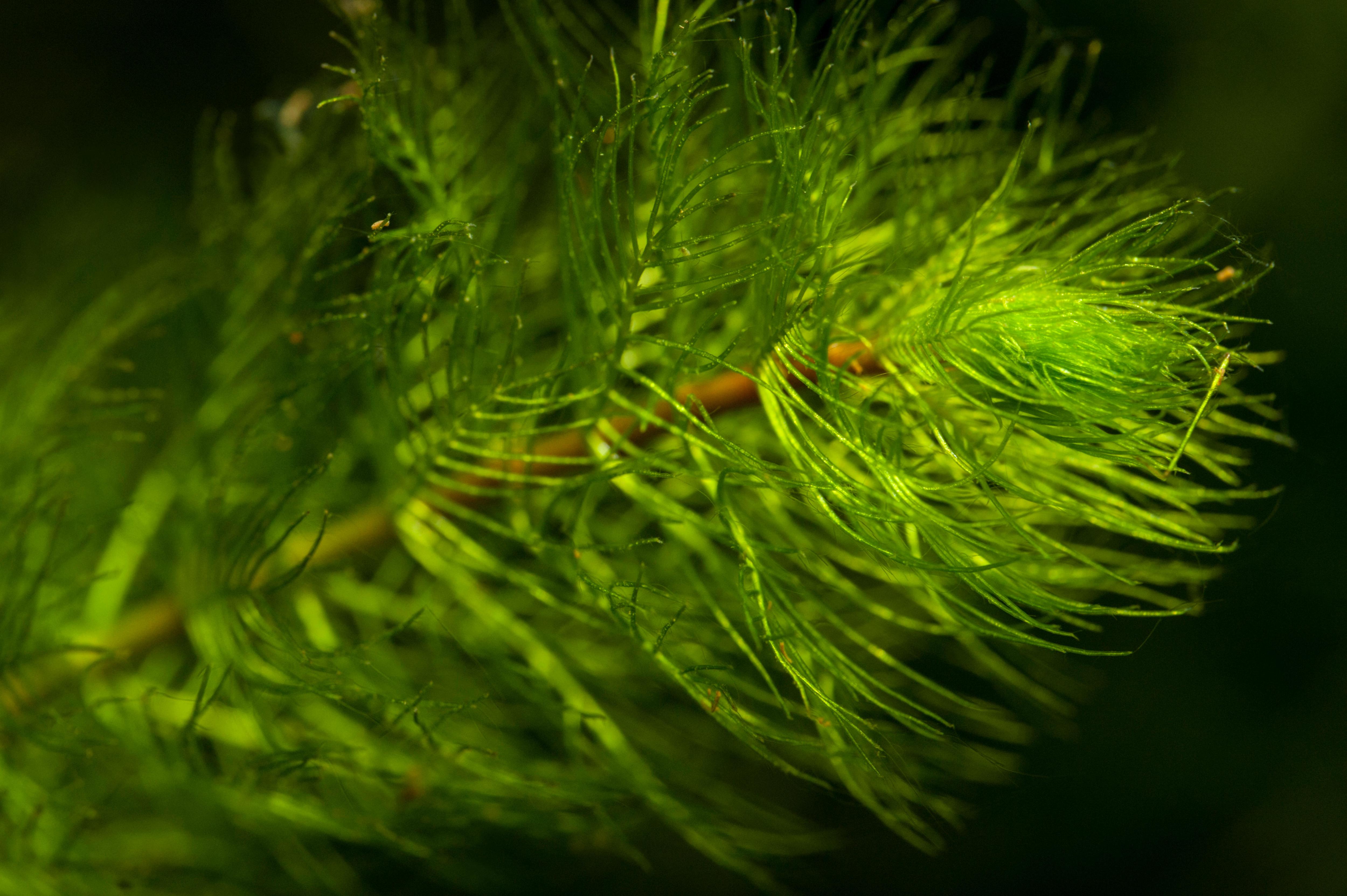 Myriophyllum spicatum