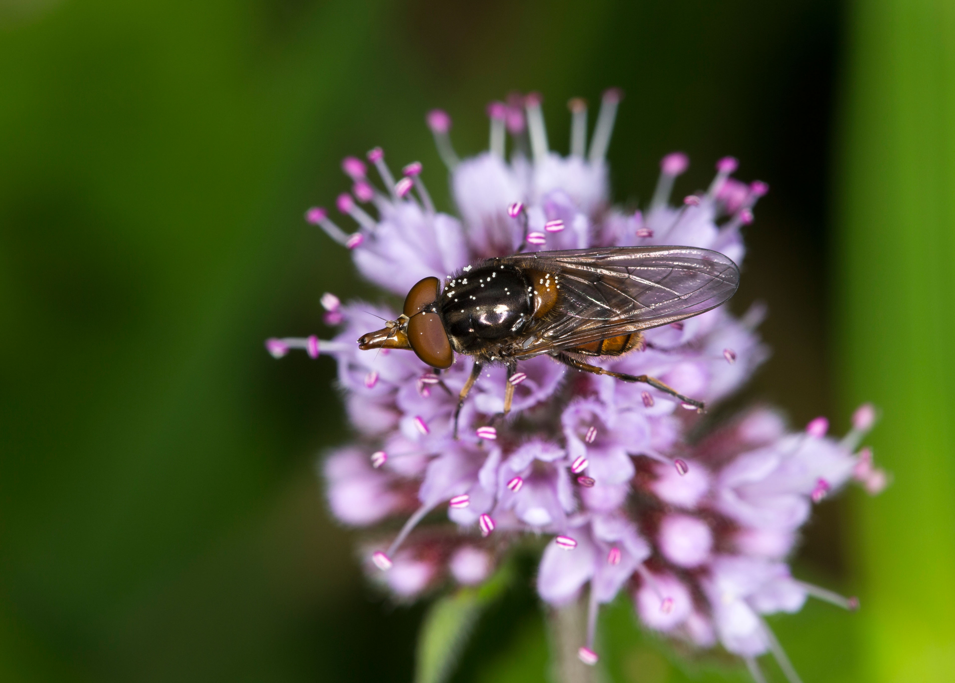 Mentha aquatica