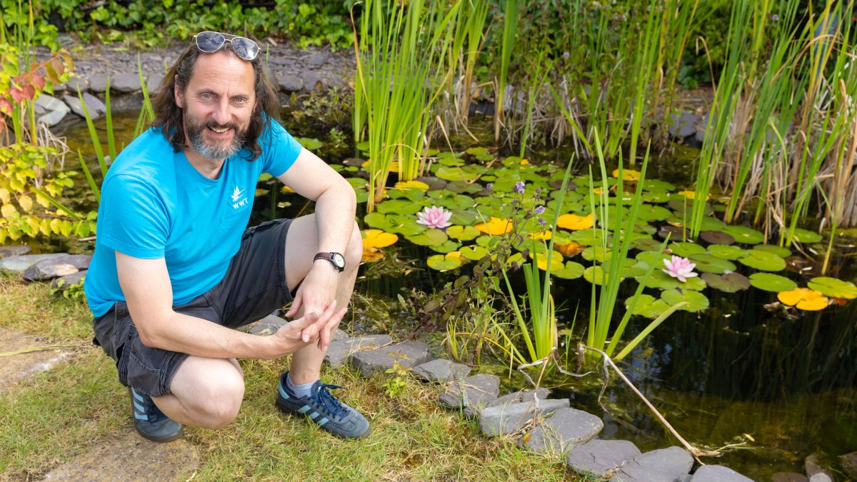 How to create a wildlife pond in your garden