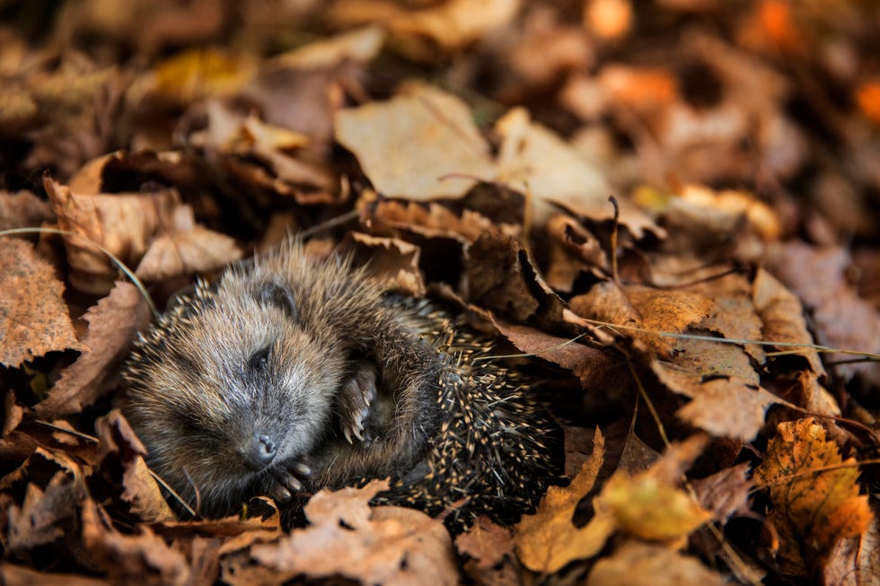 Hedgehog sleeps between leaves in the garden