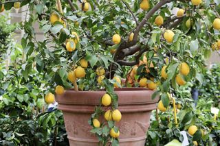 Close-up of a potted lemon tree