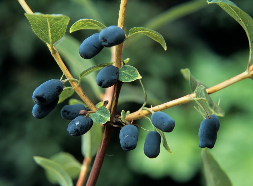 Close-up of the black diamond-shaped berries of Lonicera 'nero'