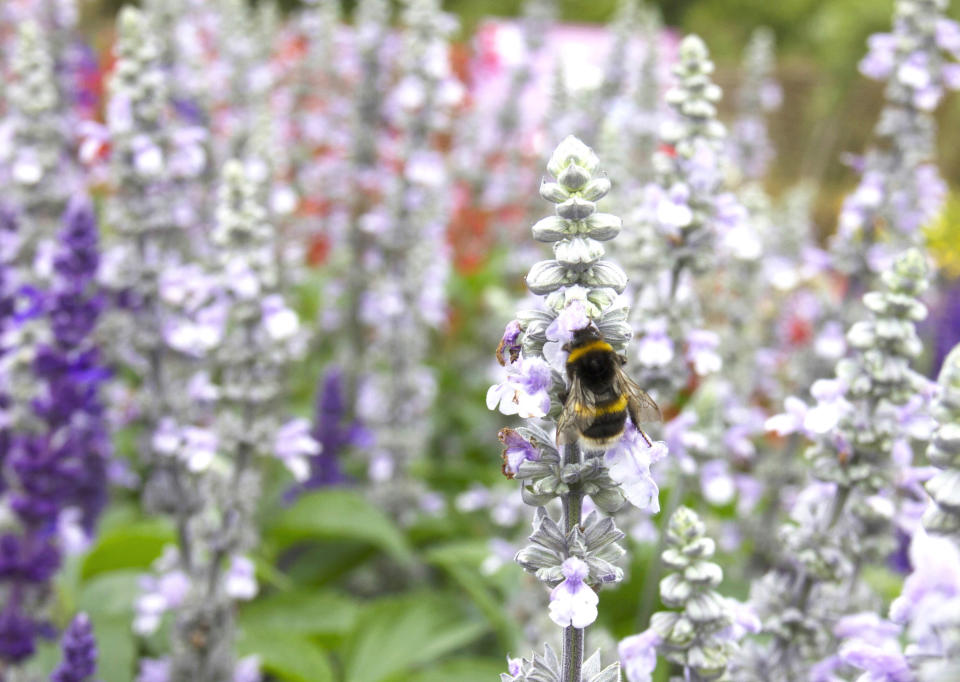 Bees on light purple Salvias