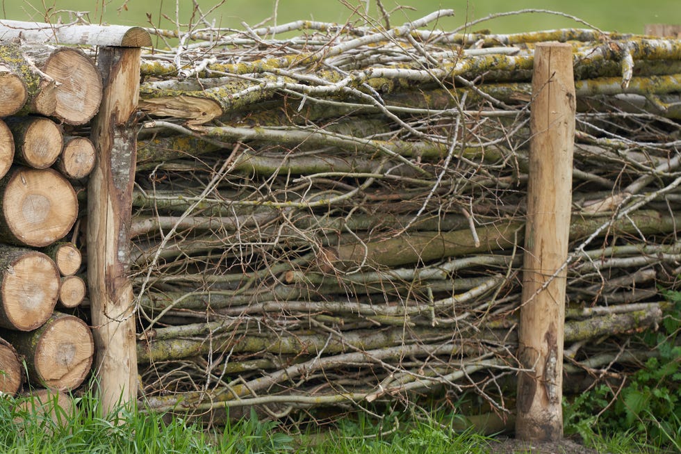 dead hedge in the garden