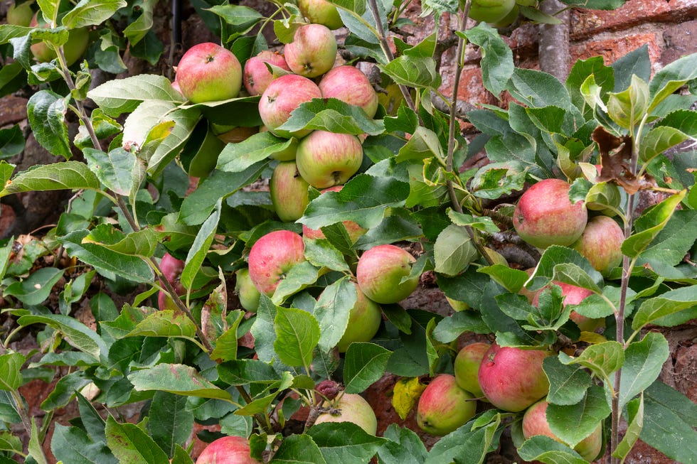 An apple tree growing against an old red brick wall in an English garden