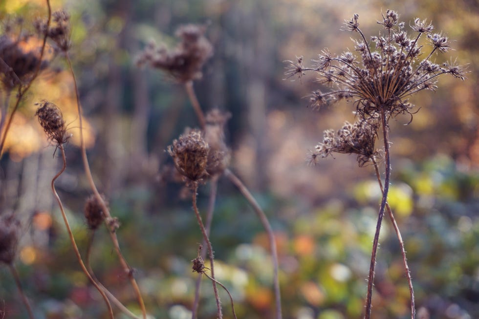 Dried flower heads, decorative Allium seed heads in an autumn garden