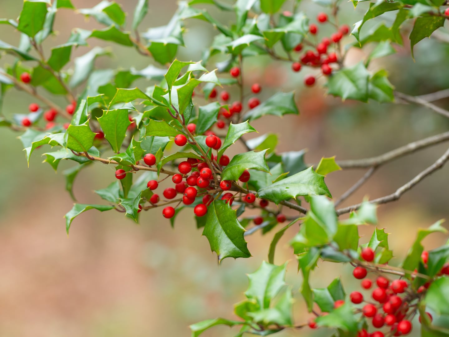 Ask the Gardener: Decorate your garden with boughs of holly this winter