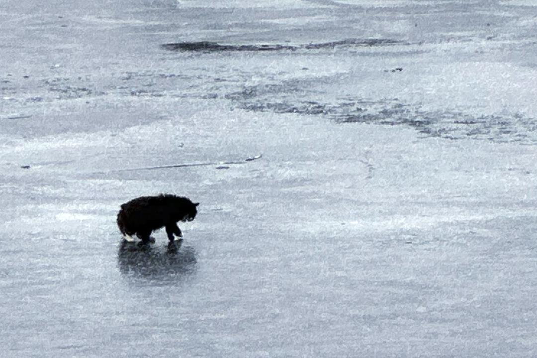 Construction workers rescue blind cat from frozen pond