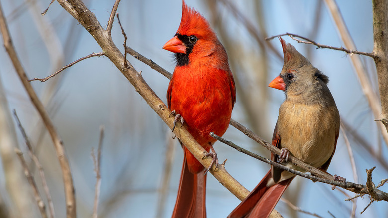 A pair of northern cardinals sits on bare branches