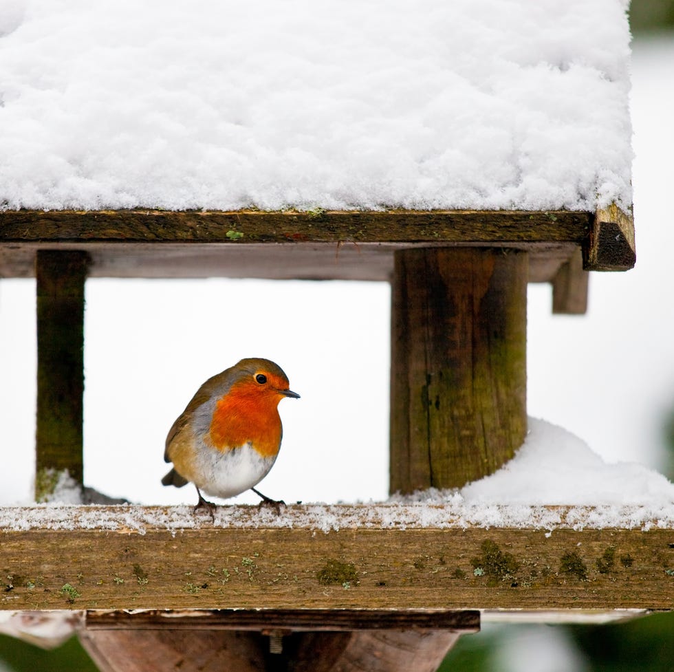 A robin at a snow-covered birdhouse in winter. The photo has a shallow depth of field and space for your text