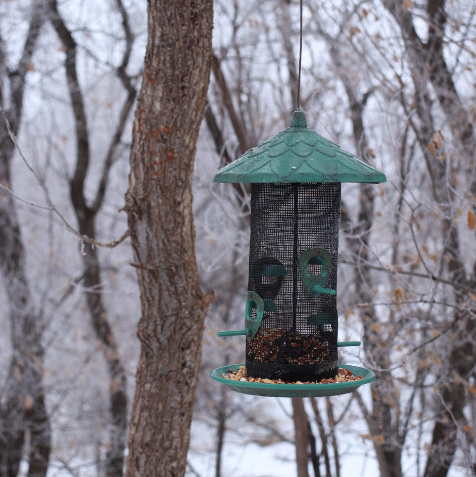 Birdhouse hanging on a tree in winter