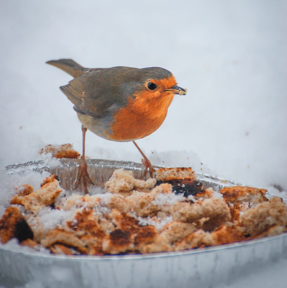 European robin Erithacus rubecula feeding on household waste left in snowy garden in winter background, Christmas card scene in the north of England