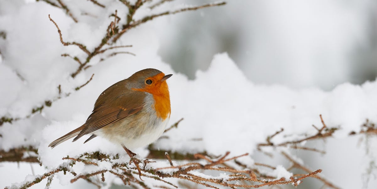 Here's how to care for robins with the leftovers from your Christmas dinner