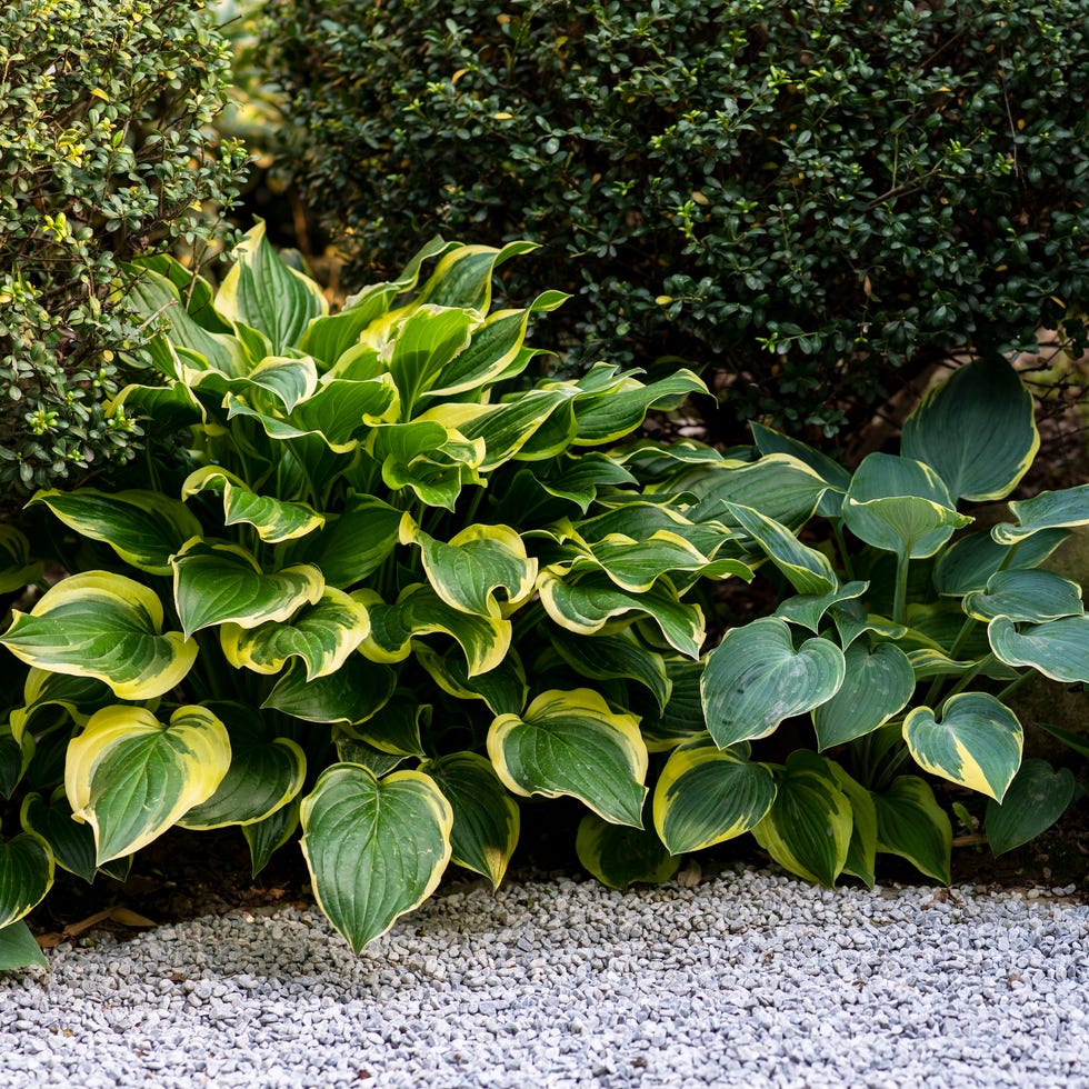 Hosta plant with flowers growing in the garden