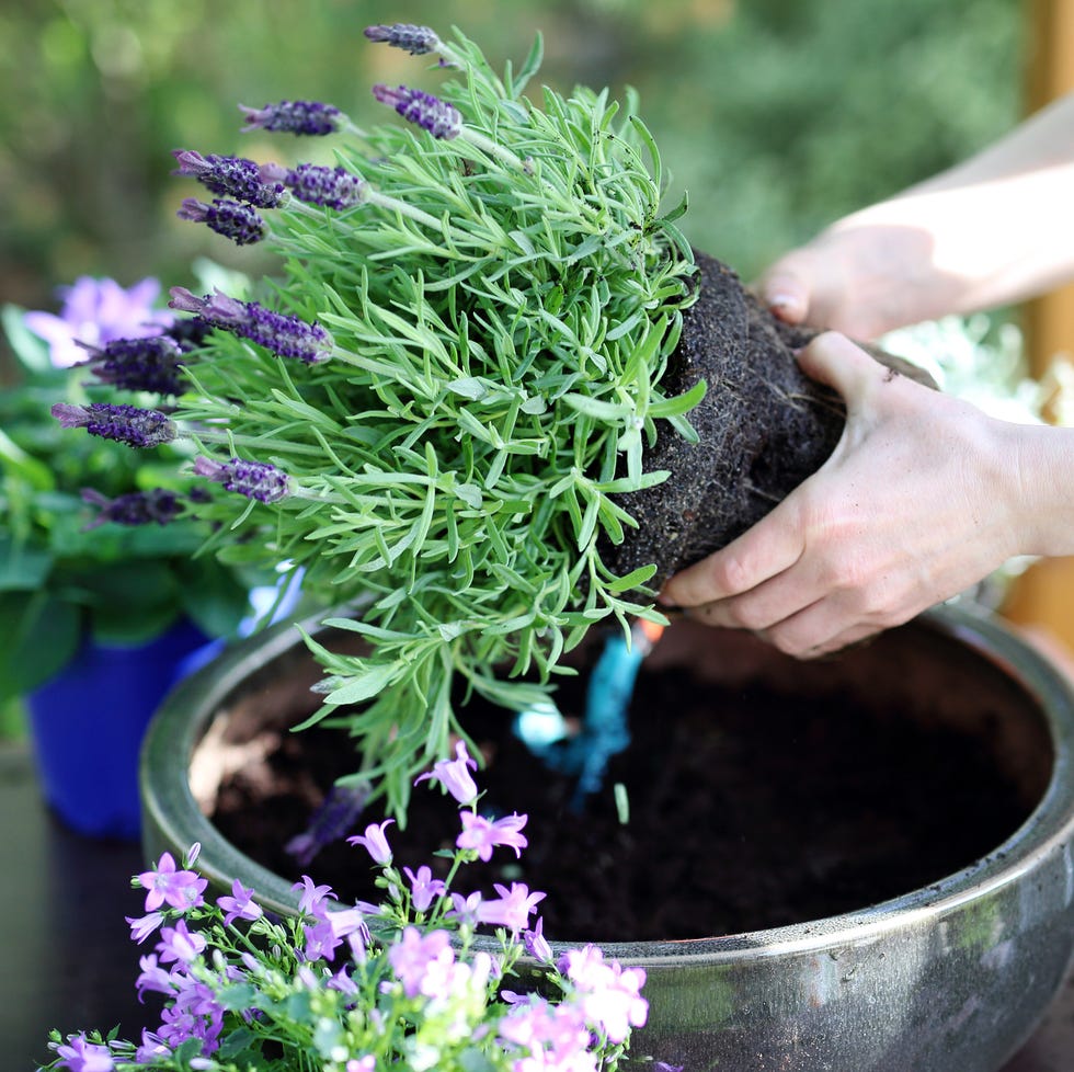 female plants in pot lavender