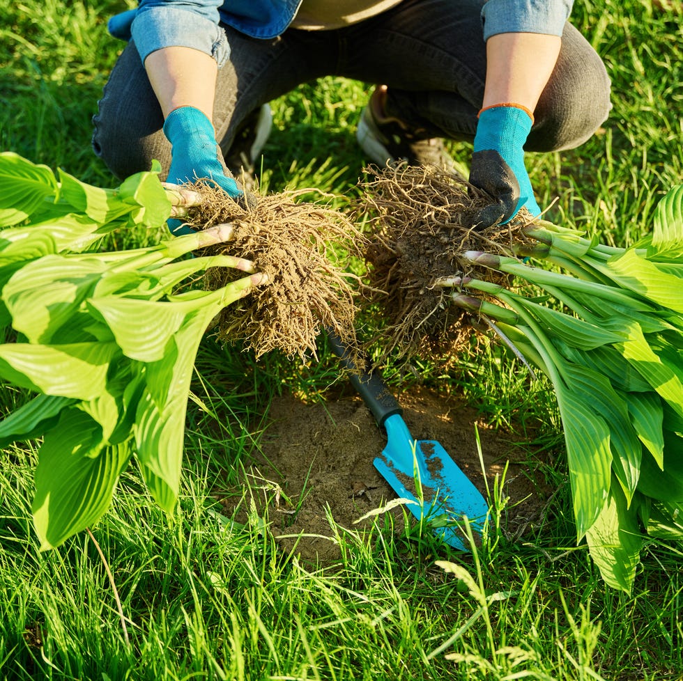 Close-up of spring dividing the bush of a hosta plant and planting it in the ground, hands of a gardener in gloves with shovel working with hosta, flowerbed landscaping in the backyard