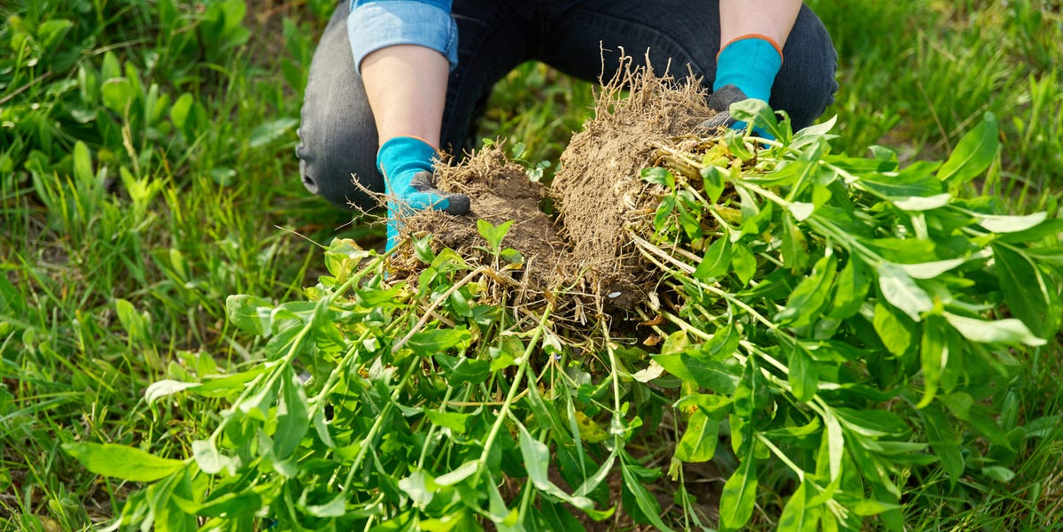 How and when to divide perennials