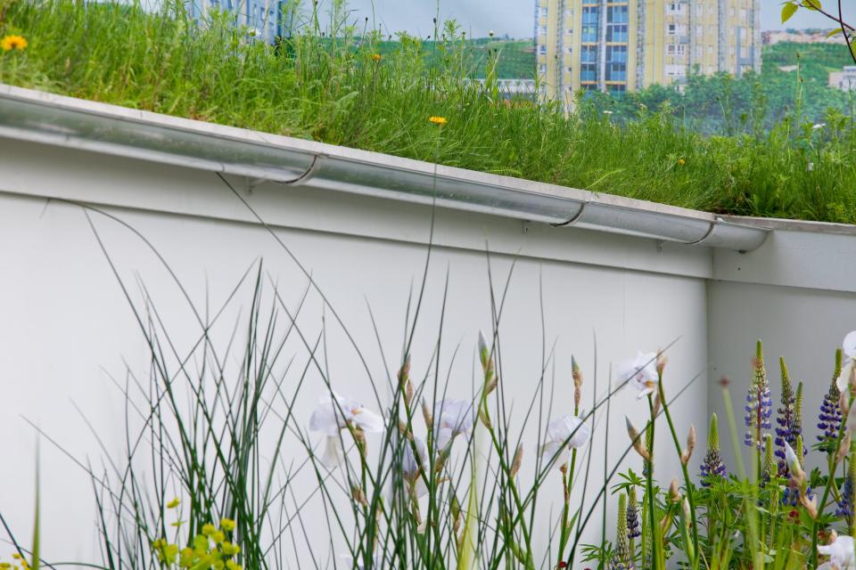 Grasses and other plants on a demonstration green roof with plants in the foreground