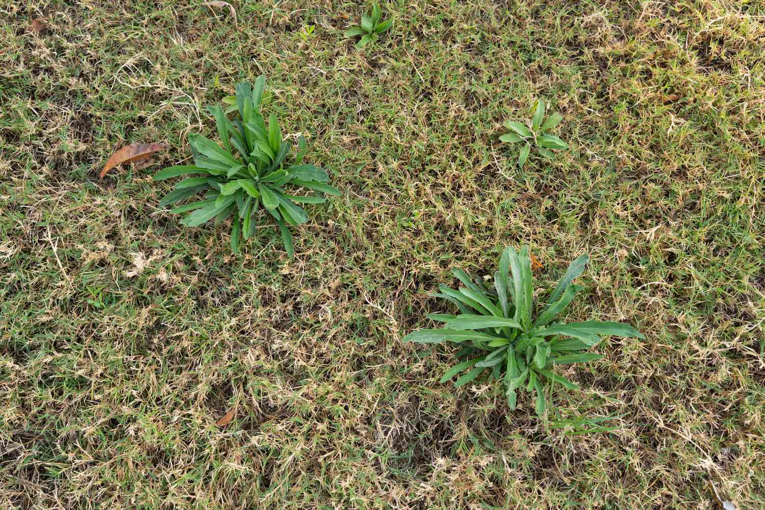 When to Apply Weed Killer to Your Lawn