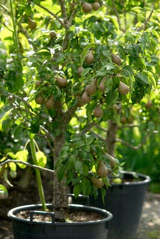 Pear trees grow in pots