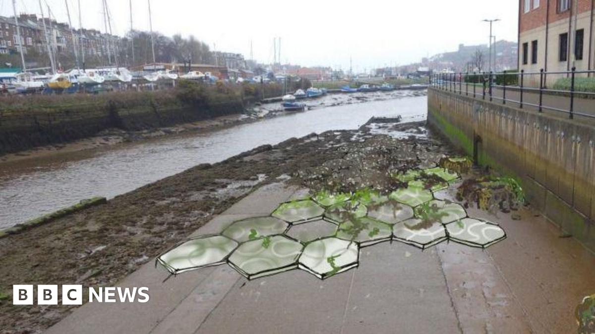 Whitby: Plans for bioreceptive tiles to help coastal wildlife