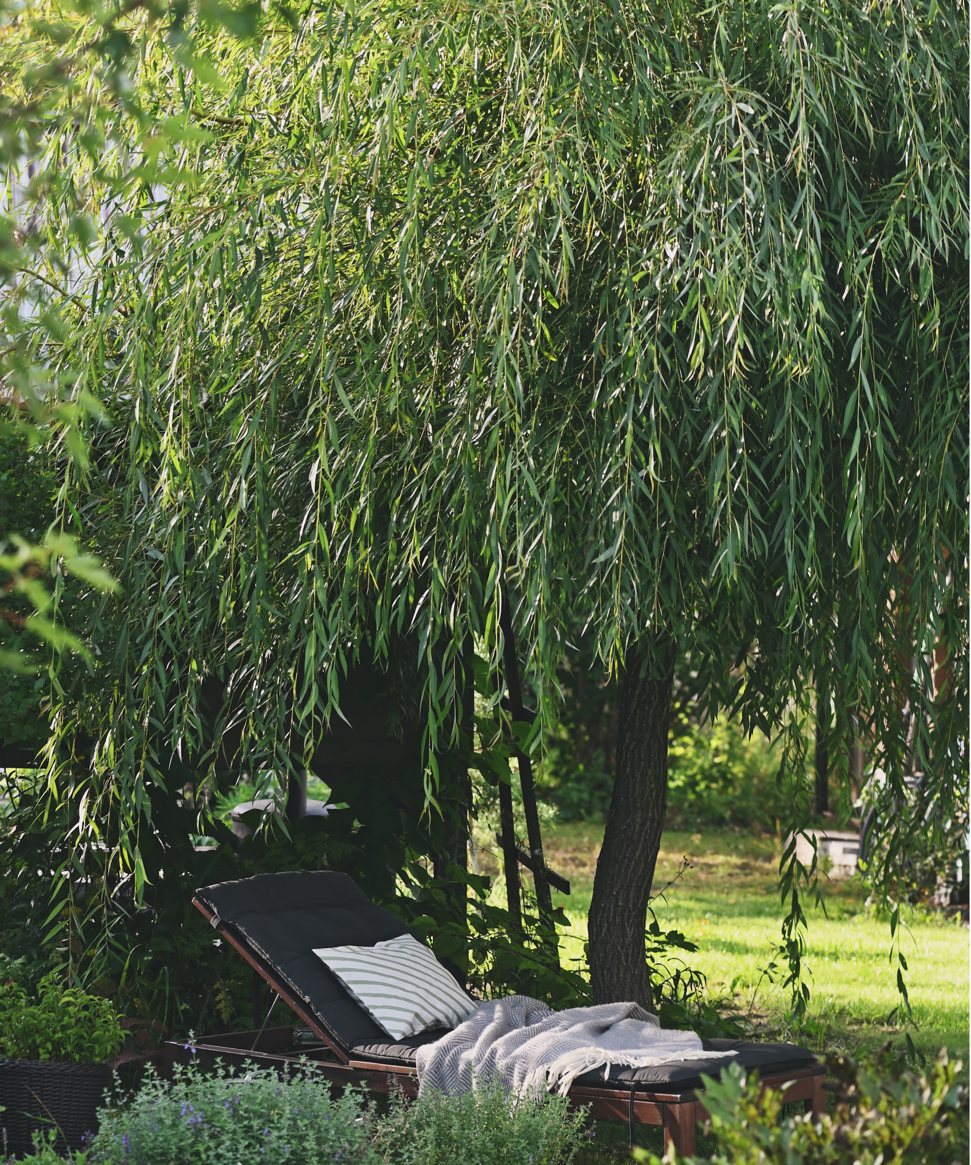 Weeping willow for privacy