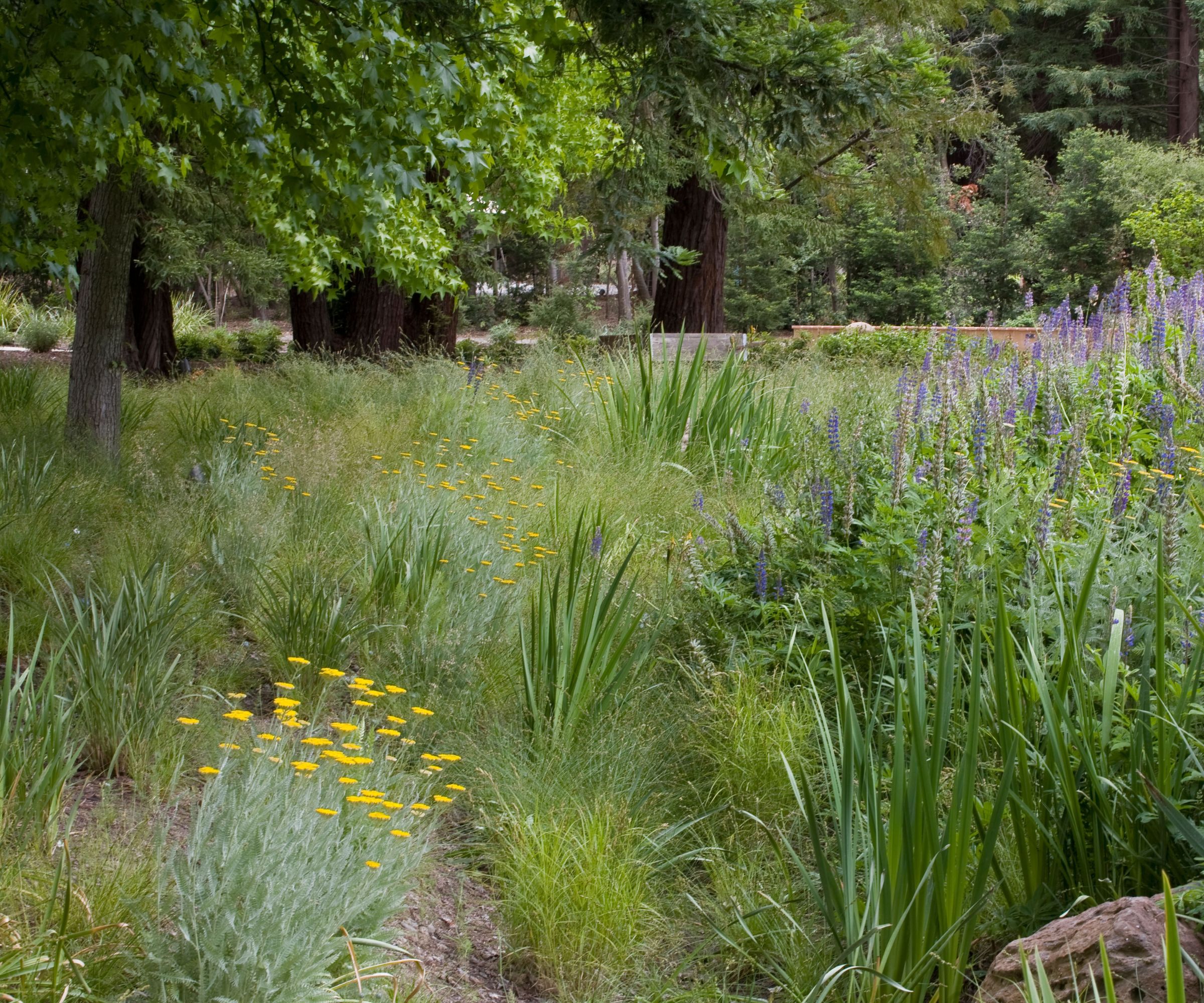 A rain garden