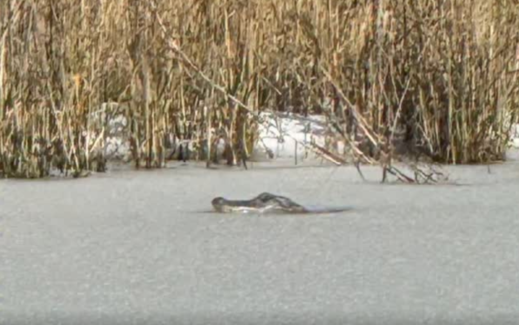 Frozen alligator in the pond of South Carolina spotted during a rare snowstorm in the south