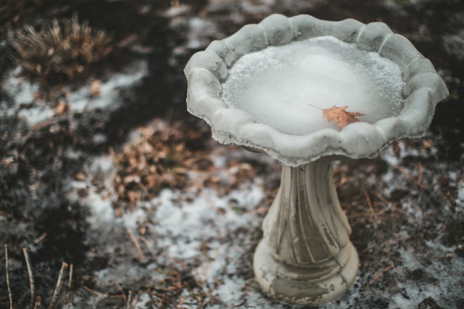 7 Ways to Keep Your Bird Bath from Freezing in the Winter