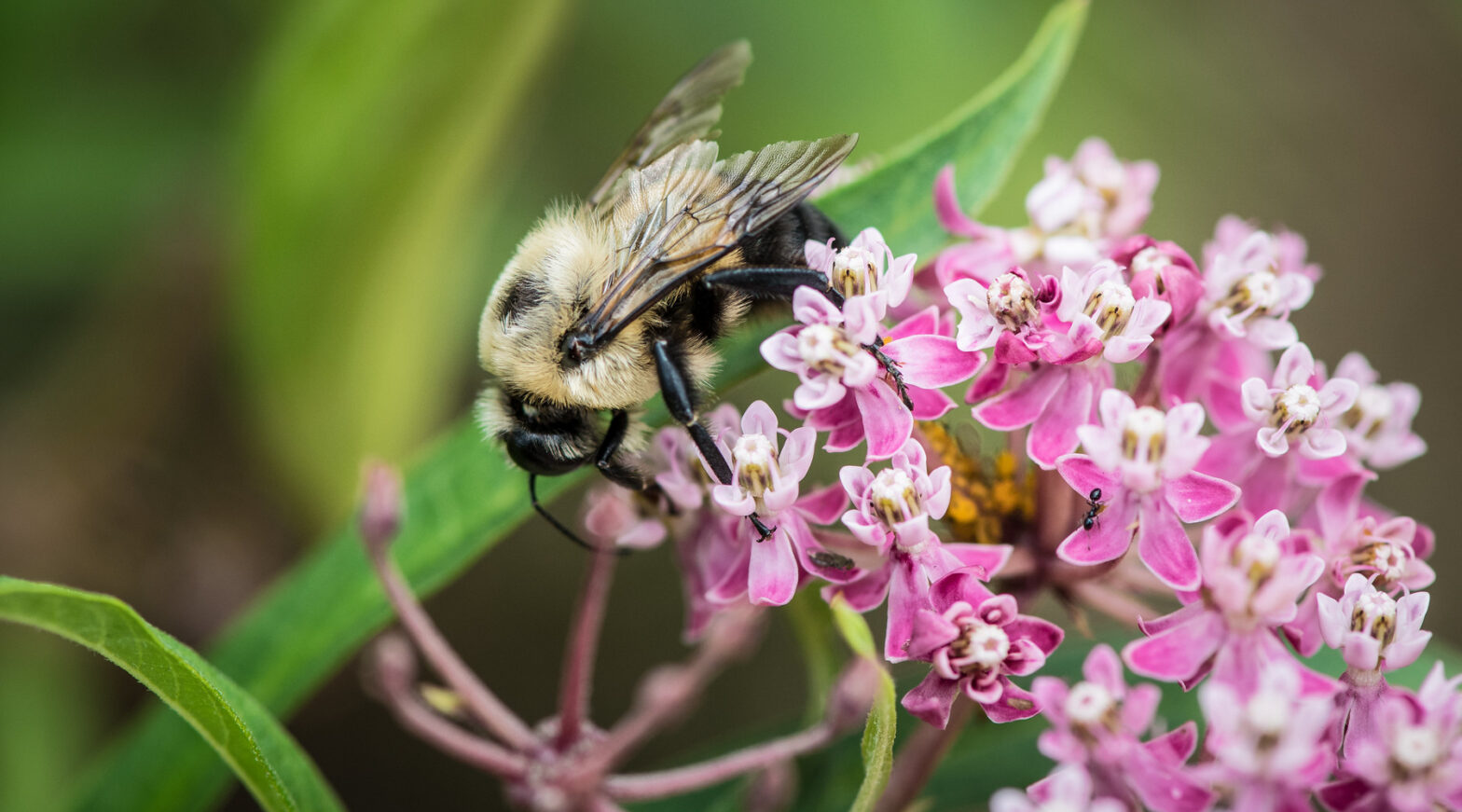 Are you planning the spring garden? Bees like variety and don't care about your neighbors' yards