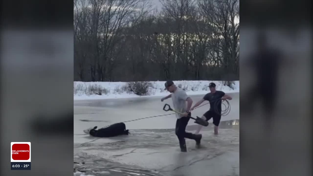 Broken Arrow rancher gains online fame for rescuing calves