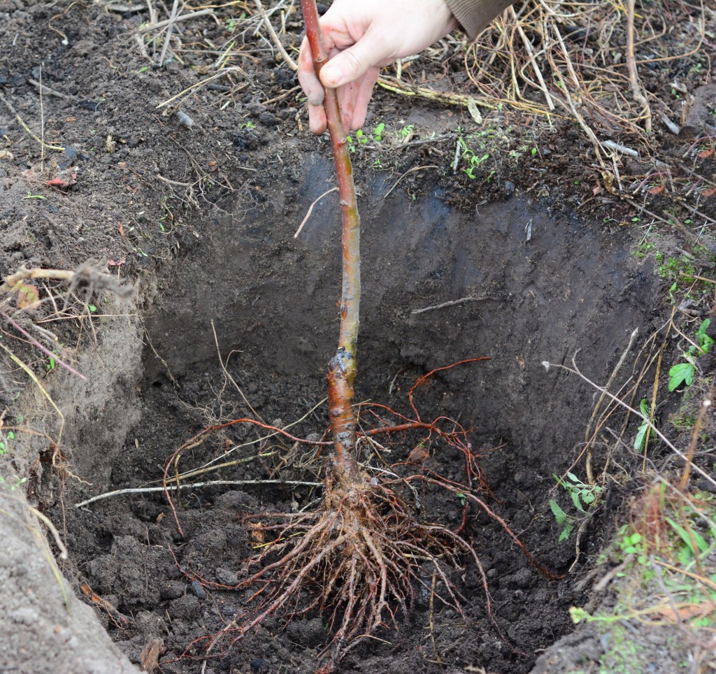 January is the time of bare roots in the garden; From shopping to planting, here's what you need to know - San Diego Union-Tribune