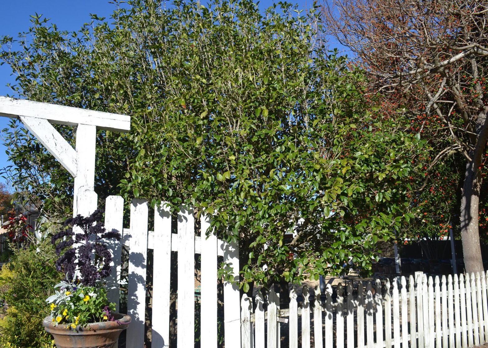 Sweet olives make good landscape shrubs or trees