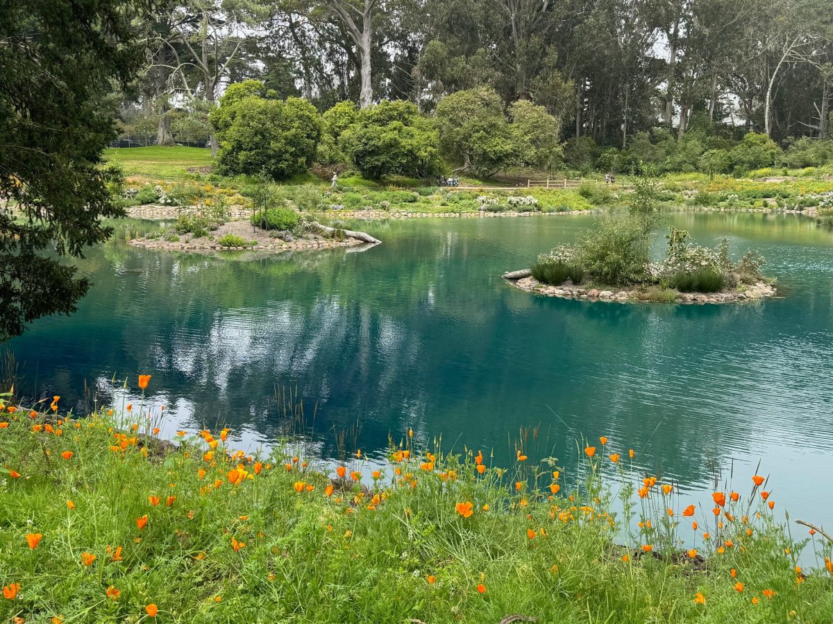 In the middle of the outdoor areas of Golden Gate Park, a revitalized lake sparkles and invites you to new adventures