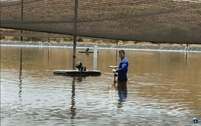 A person wades into a shrimp pond.