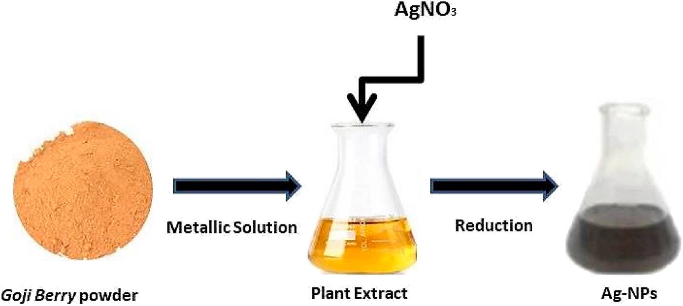 Green synthesis of AG-NPS with Goji Berry extract.  