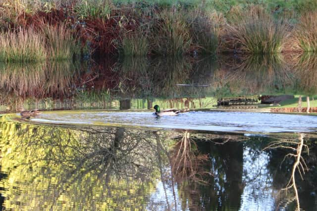 One of the ponds in Lime Park