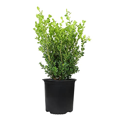 Buxus japonica plant (1 g), boxing wood bushes live in planters for outdoor plants living evergreen trees living plants, living outdoor plants potted plants live outdoors, living trees living plants for pets