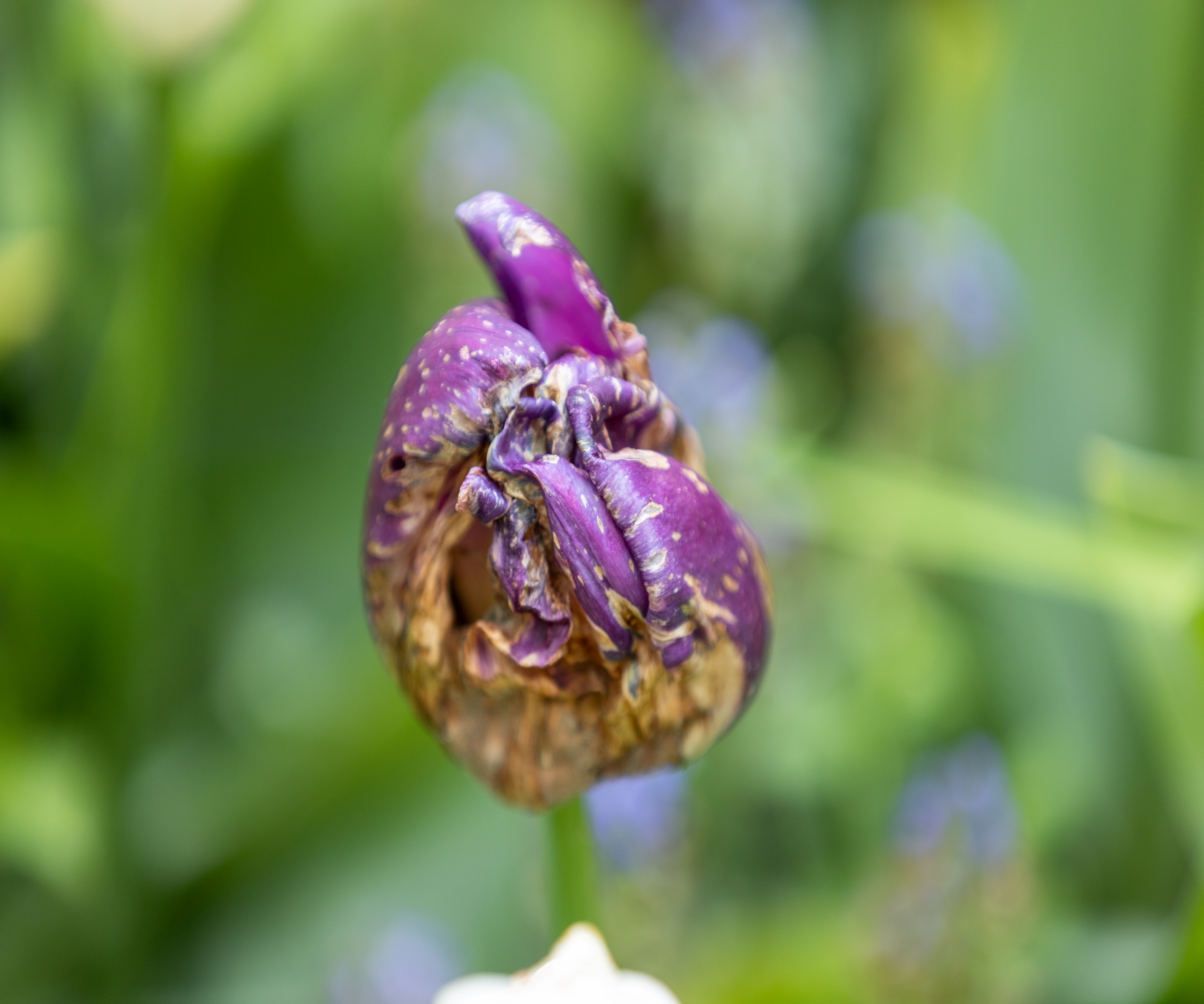 A Tulp bud that shows symptoms of rotting and illness