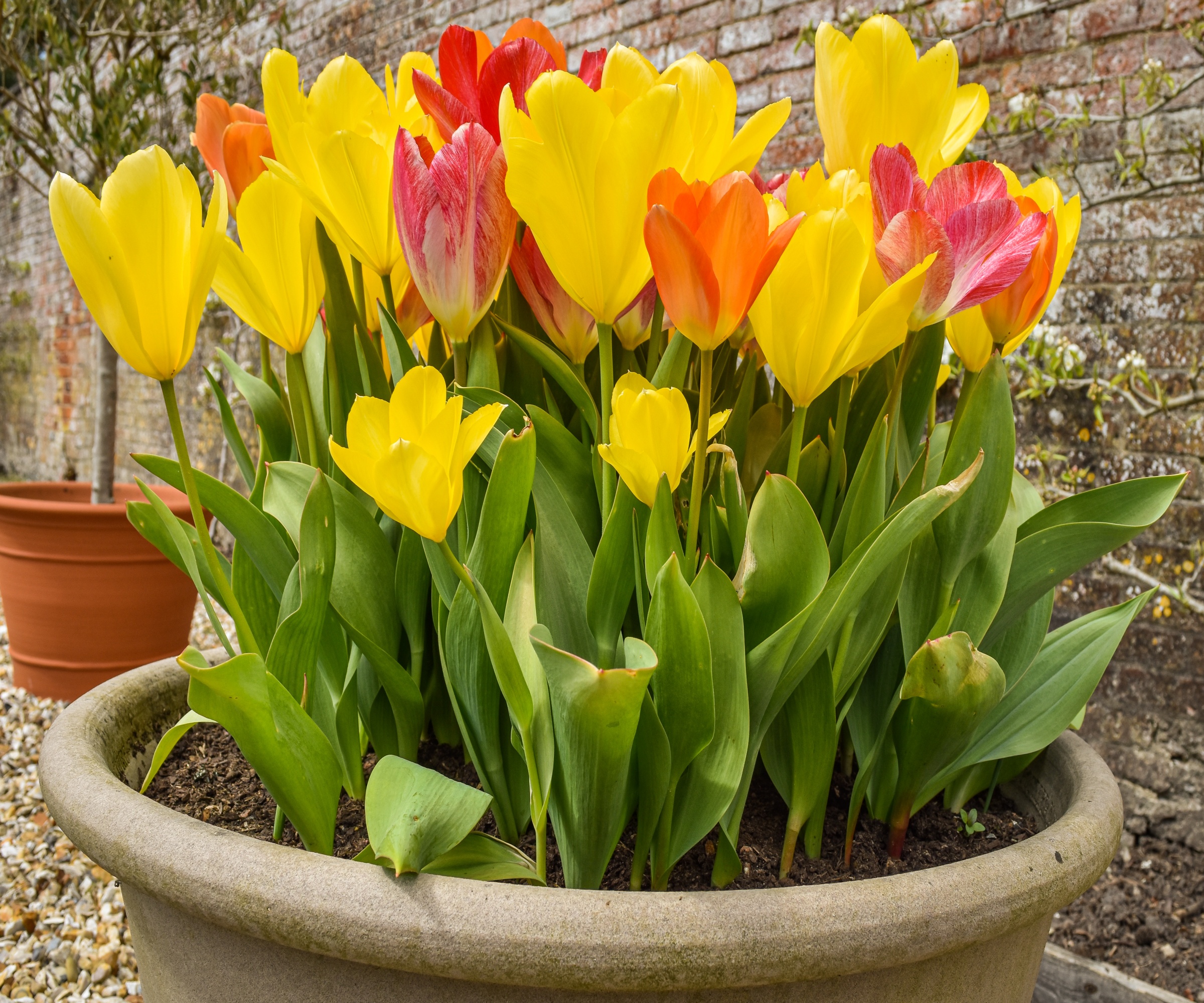 Yellow, red and orange tulips grow in a container