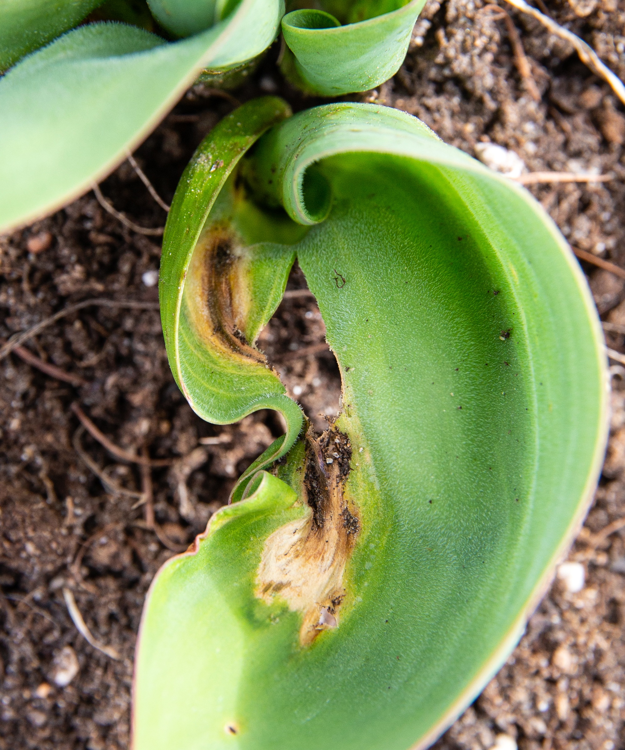 Tulpe Fire Scorch Marks on a tulip leaf