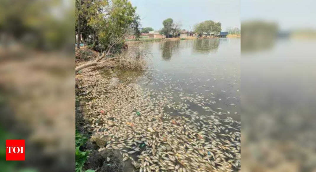 Numerous dead fish in the Kanpur pond raise stink | Kanpur News