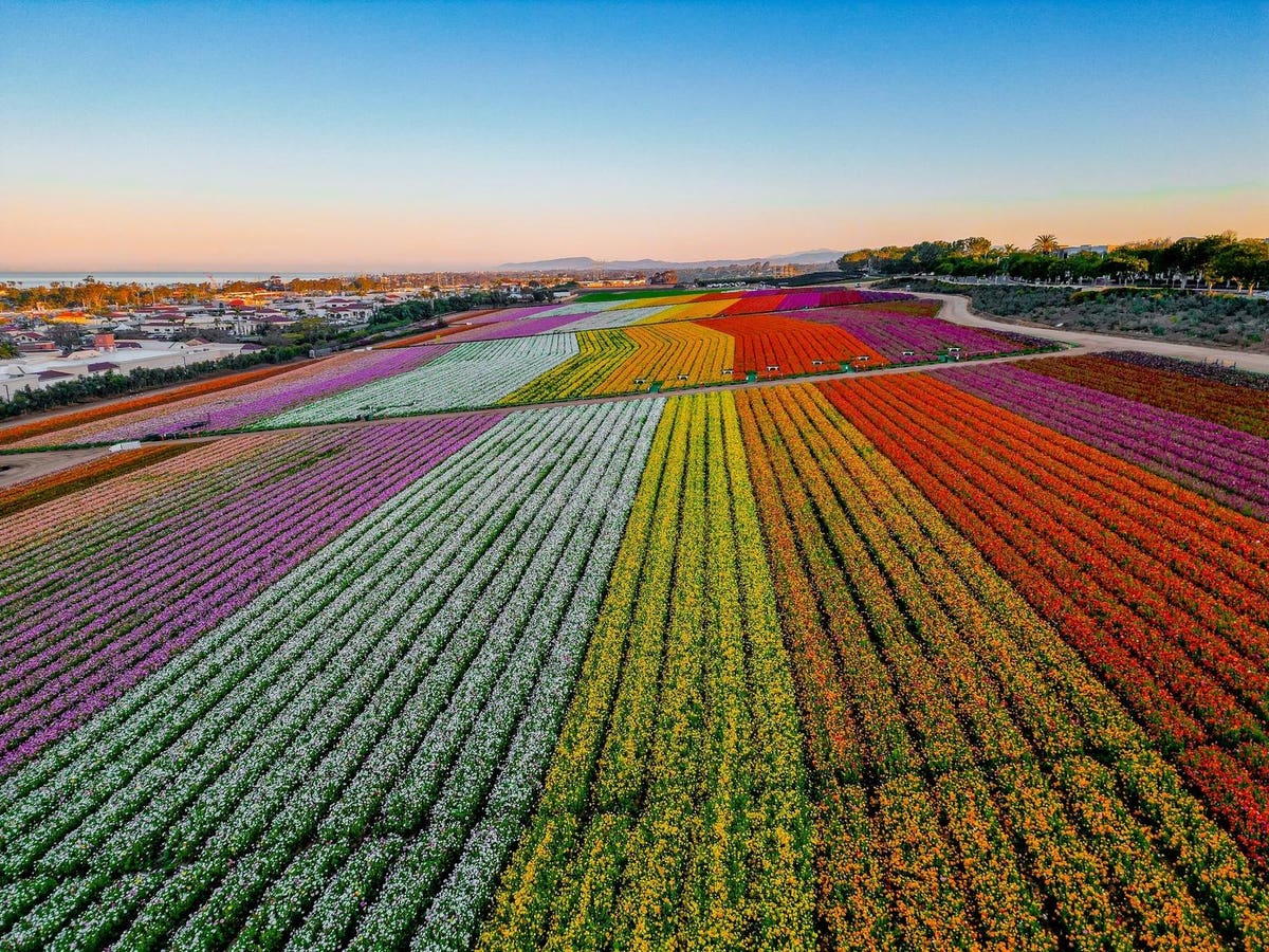 9 gardens in California that inspire visitors with their colors and beauty