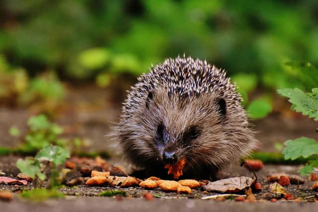 Animals like hedgehogs need a small additional support in winter - Animal News Agency